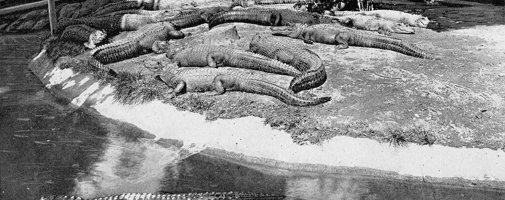 Historic view of alligators gathered at the Hot Springs alligator farm