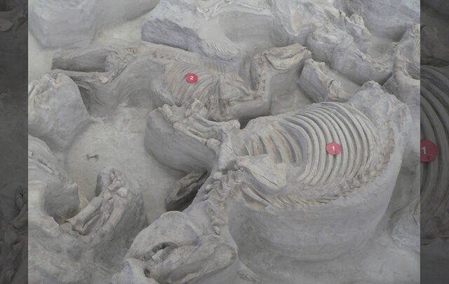 Ashfall Fossil Beds