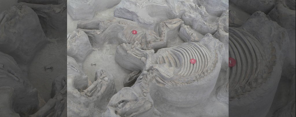 Ashfall Fossil Beds