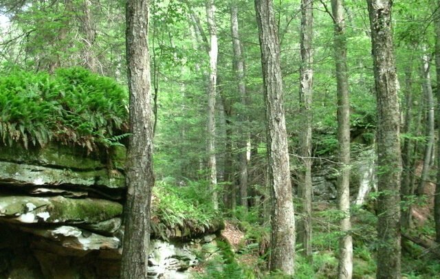 Beartown State Park