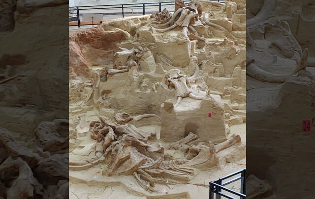 The Mammoth Site