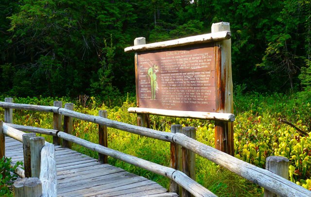 Darlingtonia State Natural Site