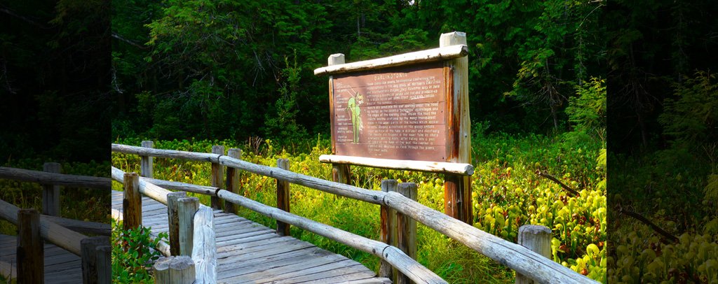 Darlingtonia State Natural Site