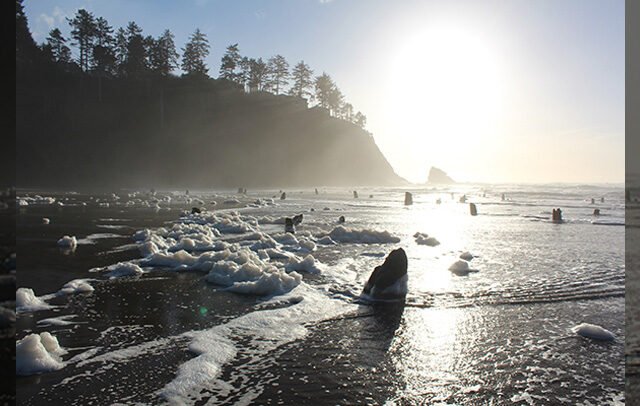 Neskowin Ghost Forest