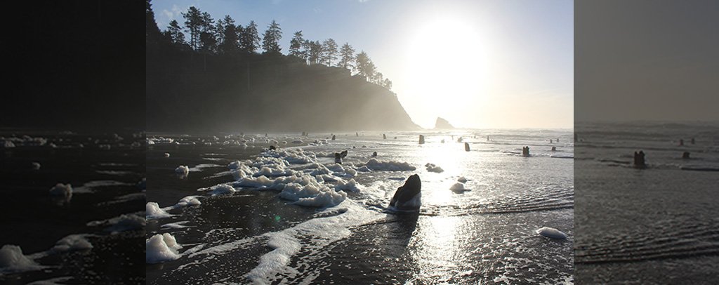 Neskowin Ghost Forest