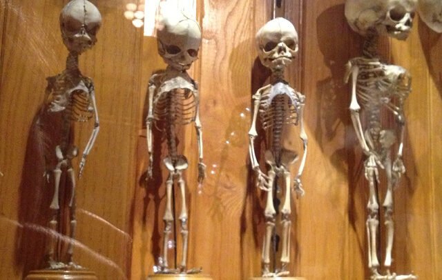 Mütter Museum