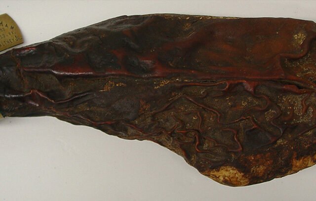 World’s Oldest Ham