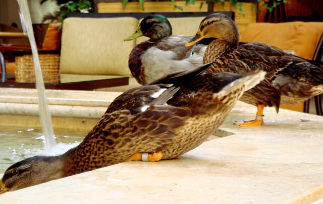 The Peabody Ducks