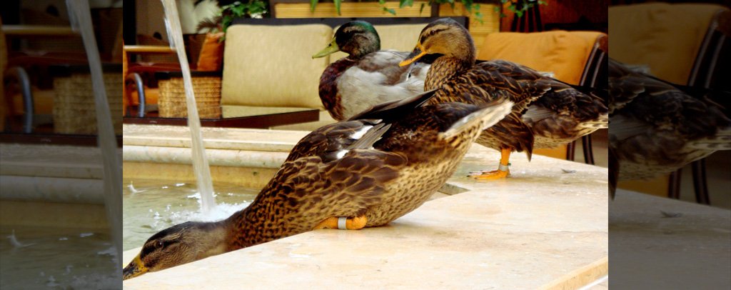 The Peabody Ducks