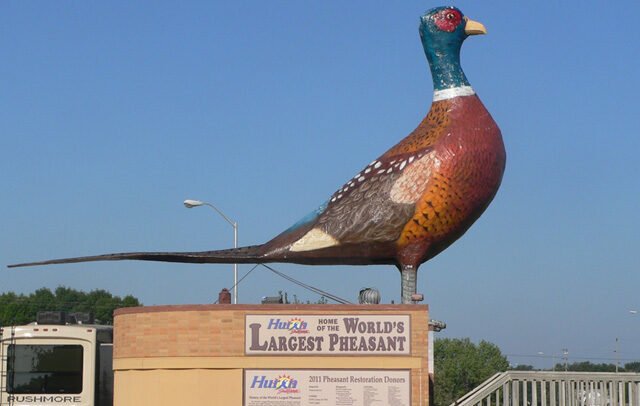 World’s Largest Pheasant