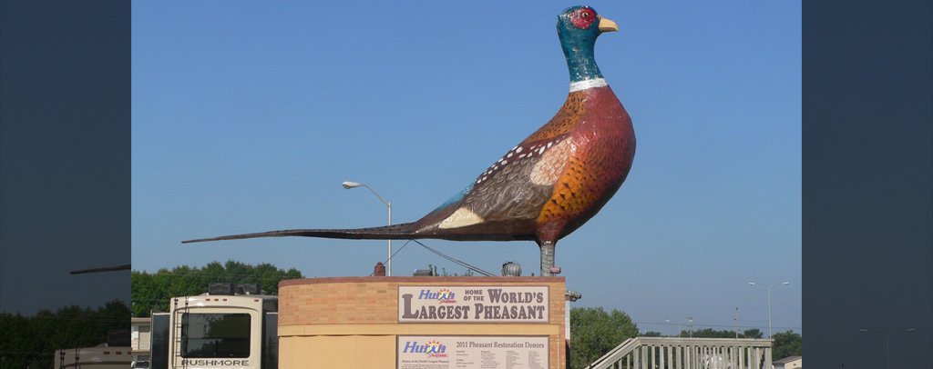 World’s Largest Pheasant