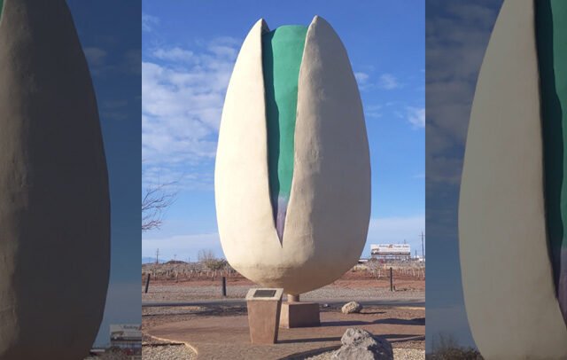 World’s Largest Pistachio