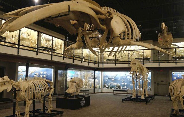 SKELETONS Museum