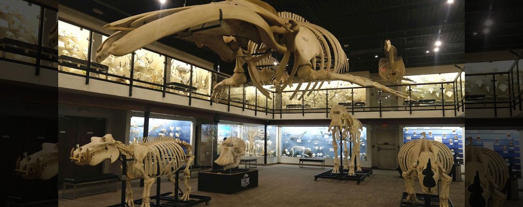 SKELETONS Museum