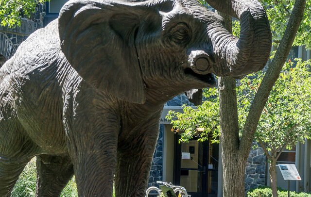 Jumbo at Tufts