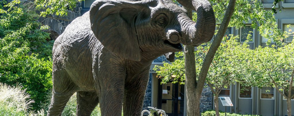 Jumbo at Tufts