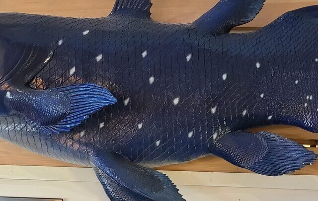 International Cryptozoology Museum